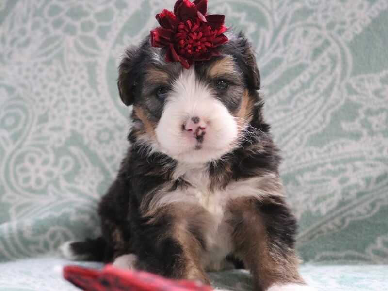 Bethlehem Blessed Hope Kennels in Dunnville, KY