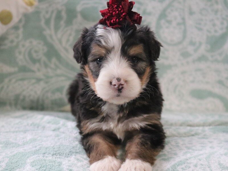 Bethlehem Blessed Hope Kennels in Dunnville, KY